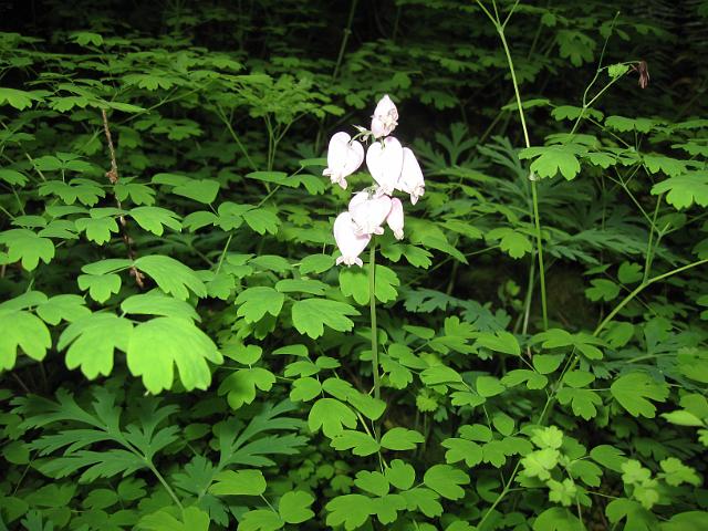 Eagle Creek-101.JPG - Eagle Creek